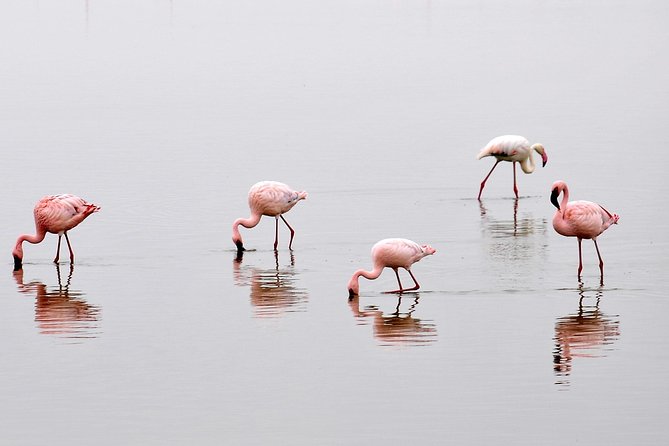 2 Days Amboseli Getaway Trip - Key highlights to know before you go