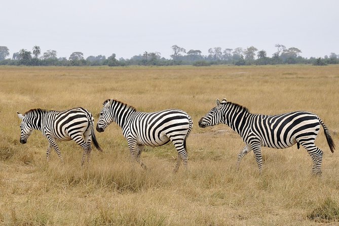 2 Days Amboseli Getaway Trip - Two Days From Nairobi: What This Amboseli Getaway Really Delivers