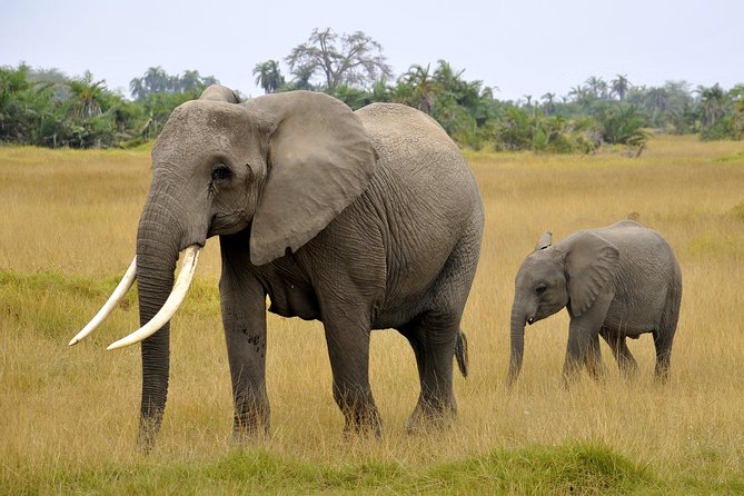2 Days Amboseli Getaway Trip - Maasai Culture Connection: What You Will See, and What You Won’t