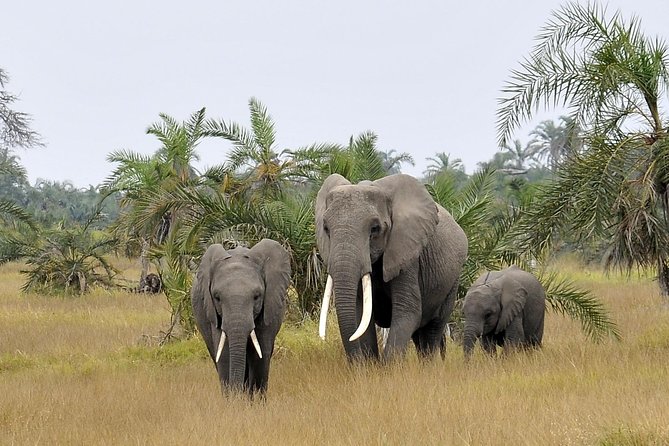 2 Days Amboseli Getaway Trip - Animals and the Guide Factor: Why Names Like Sam, Zack, and Matthias Matter