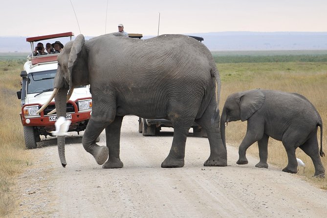 2 Days Amboseli Getaway Trip - Transport, Meals, and Inclusions: Simple Stuff That Adds Real Comfort