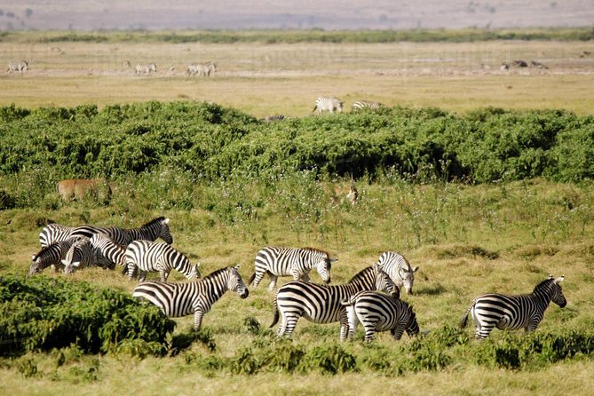 2 days Amboseli National Park Safari - Day 1: AA Lodge check-in, a dusk game drive, and Mount Kilimanjaro framing