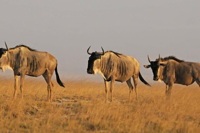 2 days Amboseli National Park Safari - Price and value: what you get for $776 per person