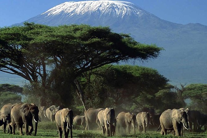 2 Days Amboseli National Park Safari- Guarantee Daily Departure - Day 1 game drive: elephants with a mountain backdrop