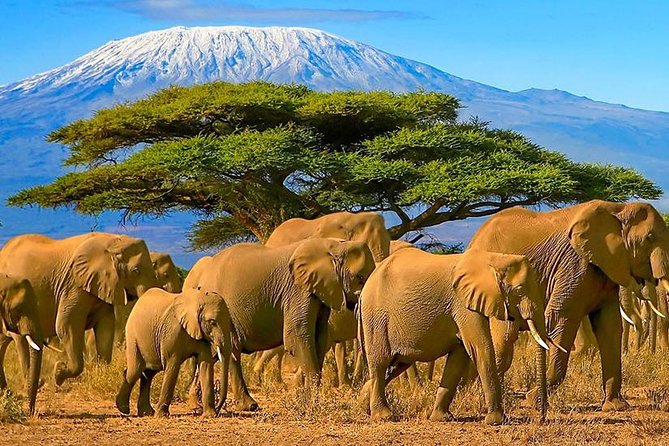 2 Days Amboseli National Park Safari- Guarantee Daily Departure - Lodging and meals: the part you can relax about