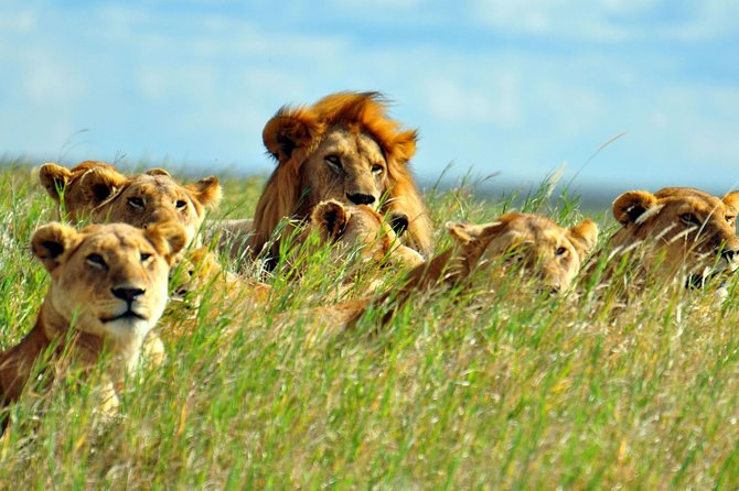 2 Days Amboseli National Park Safari - Nairobi pickup, customized van, and how the group size affects your sightings