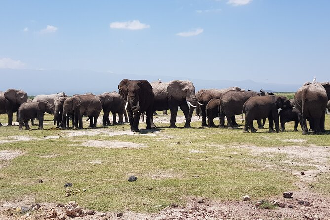2 Days Amboseli Park Overnight Private Safari - Key highlights to expect on this Amboseli safari