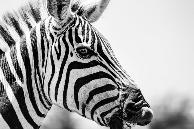 2 Days Amboseli Park Overnight Private Safari - Maasai culture near the park: what to look for