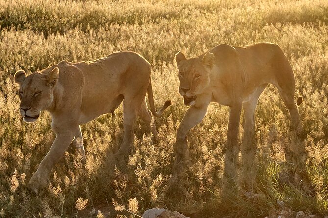 2 Days Amboseli Park Overnight Private Safari - The driver factor: Simon, prompt pickup, and clear coordination