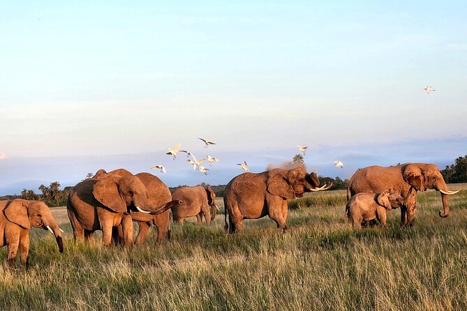 2 Days Amboseli Park Overnight Private Safari - Day 2: a morning drive, then back to Nairobi