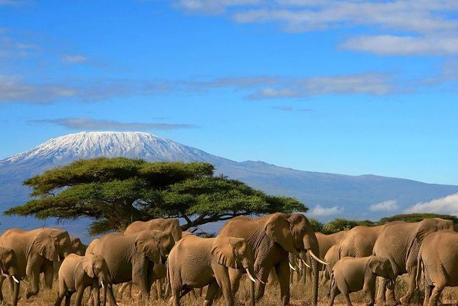 2 Days Amboseli Private Safari - Key points that matter before you go