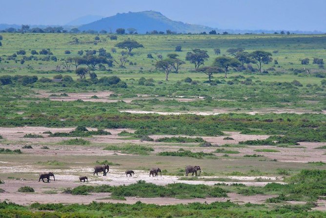 2 Days Amboseli Private Safari - Big Five talk, and how to set your expectations