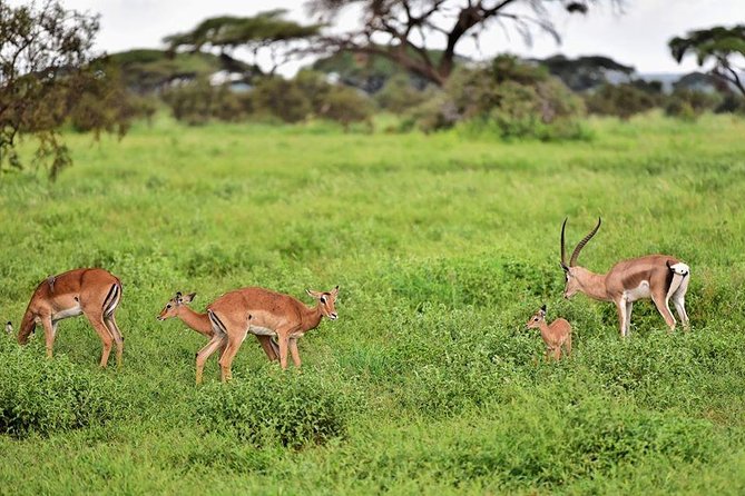 2 Days Amboseli Private Safari - Meals, bottled water, and what you should bring anyway