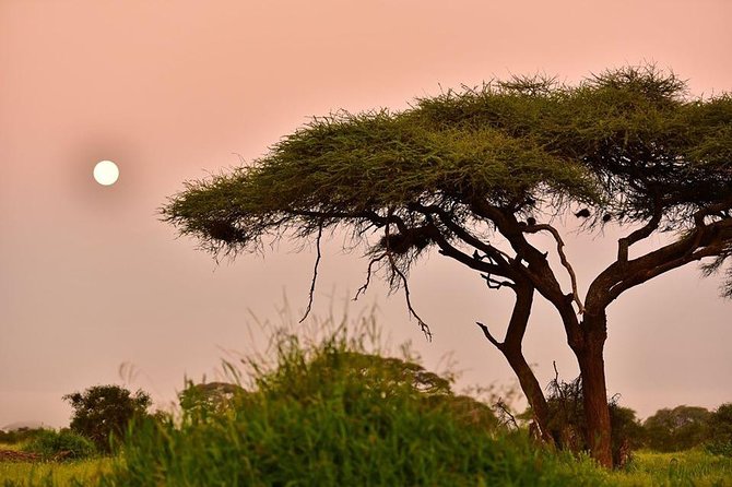 2 Days Amboseli Private Safari - Optional Maasai village visit: what it adds, and what to decide