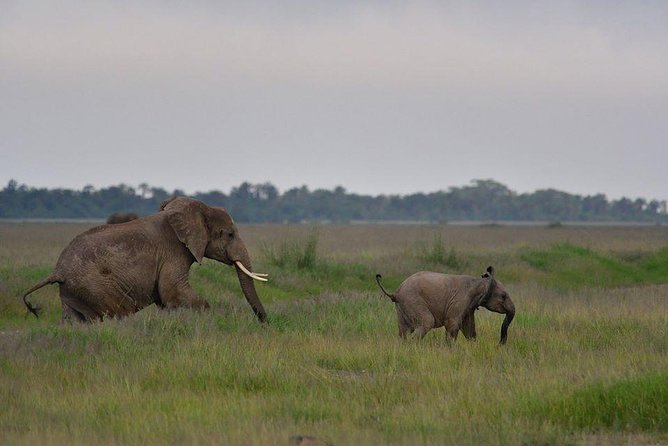 2 Days Amboseli Private Safari - Private safari value: how the drivers make or break the day