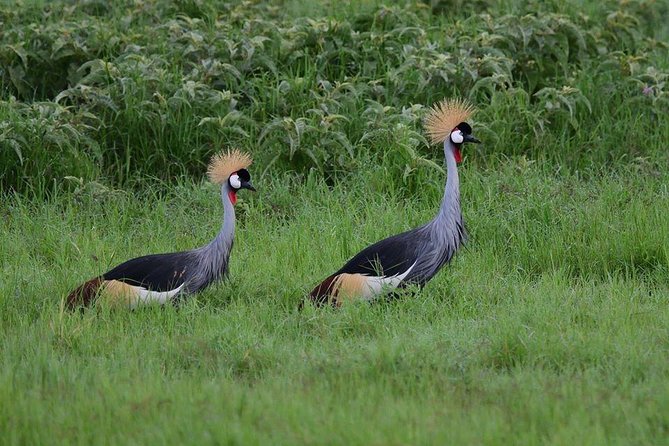 2 Days Amboseli Private Safari - Five habitats in Amboseli, what each one is good for