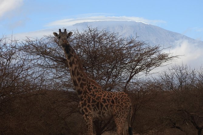 2 Days Amboseli Safari - Key Things I’d Pay Attention To