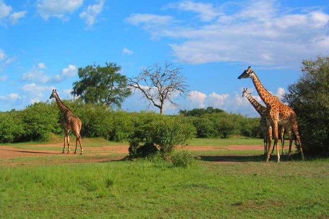 2 Days Amboseli Safari Adventure from Nairobi Classic Game Drives - Two Days From Nairobi: What This Short Amboseli Trip Really Delivers