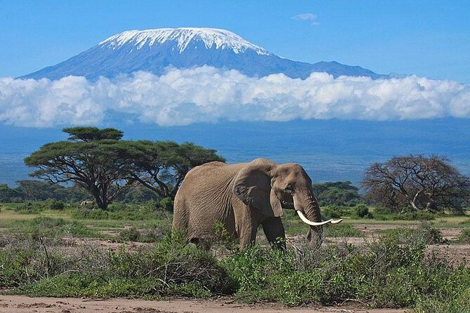 2 Days Amboseli Safari Adventure from Nairobi Classic Game Drives - The Overnight in a Camp or Lodge and Included Meals: Comfort That Fits Safari