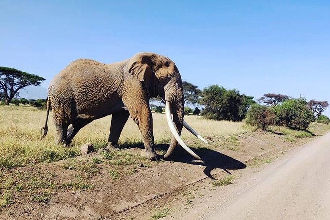 2 Days Amboseli Safari Adventure from Nairobi Classic Game Drives - Price and What You’re Really Buying for $410