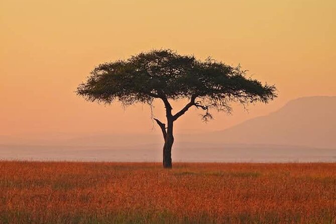 2 Days Amboseli Safari Adventure from Nairobi Classic Game Drives - Who This 2-Day Nairobi to Amboseli Safari Suits Best