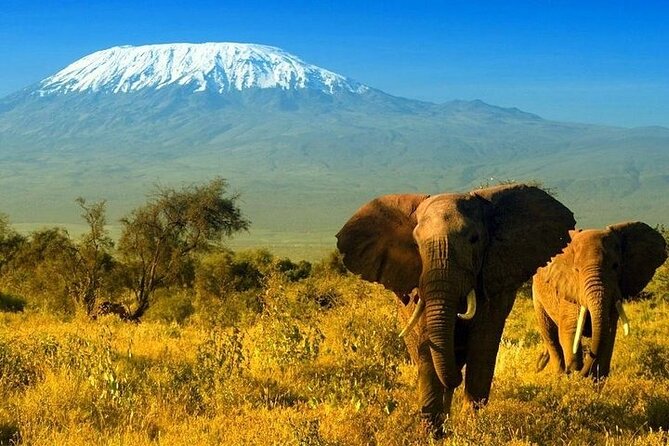 2 Days and 1 Night Amboseli Safari from Nairobi - Day 1: Nairobi Karen to Amboseli, check-in and dusk drive