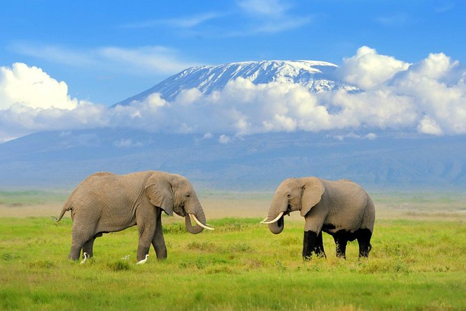 2 days group safari to Amboseli National park (Mon-Wed-Sat only) - Key Points That Matter Before You Go