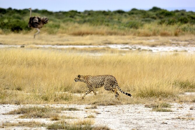 2 days group safari to Amboseli National park (Mon-Wed-Sat only) - Nairobi Pickup, Savanna Drive, and the Kilimanjaro Horizon