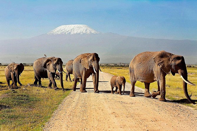 2 days group safari to Amboseli National park (Mon-Wed-Sat only) - Lodge Night in Amboseli: AA Amboseli Lodge, Nyati Camp, or Similar Full-Board Comfort