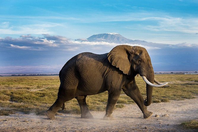 2 days group safari to Amboseli National park (Mon-Wed-Sat only) - Day Two Early Drive and the Emali Stop Back to Nairobi