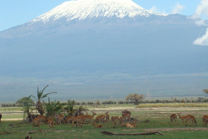2 days group safari to Amboseli National park (Mon-Wed-Sat only) - Group Safari Rhythm, Van Comfort, and What “Personal Attention” Means