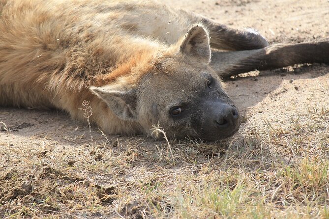 2 days group safari to Amboseli National park (Mon-Wed-Sat only) - Best Fit: Who Should Book This Amboseli Two-Day Safari