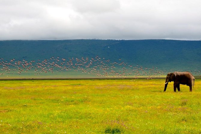 2 days group safari to Amboseli National park (Mon-Wed-Sat only) - Should You Book This Mon-Wed-Sat Amboseli Safari?
