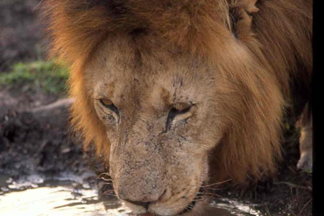 2 days group safari to Amboseli National park (Mon-Wed-Sat only) - Afternoon Game Drive in Amboseli: Elephants, Predators, and Open-View Sightlines