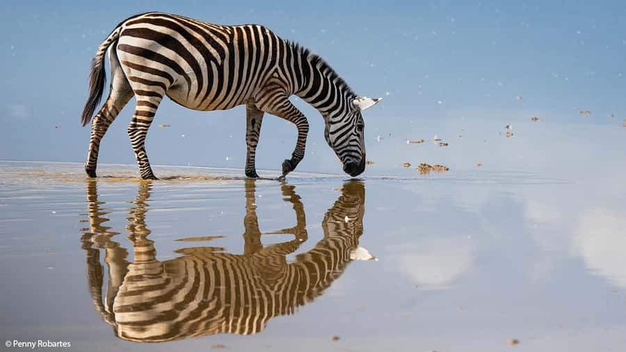 2 Days Group tour to Amboseli Using Landcruiser 4x4 Jeep - Key highlights that matter