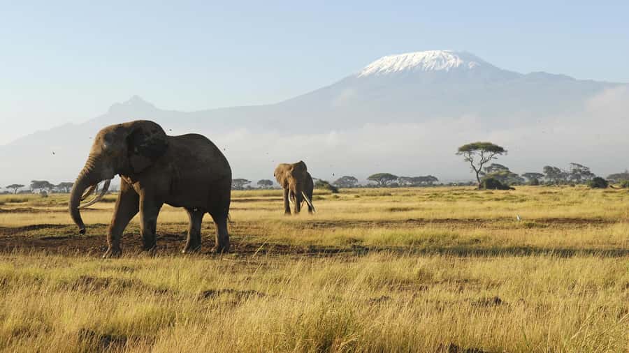 2 Days Group tour to Amboseli Using Landcruiser 4x4 Jeep - Entering Amboseli, where Kilimanjaro and elephants share the same view