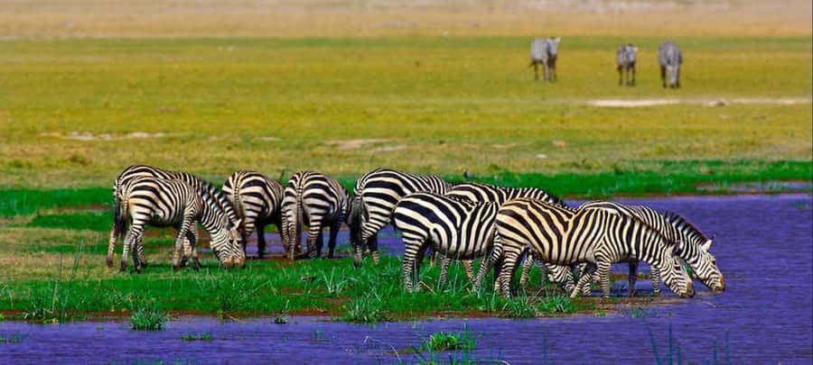 2 Days Group tour to Amboseli Using Landcruiser 4x4 Jeep - Who should book this 2-day Amboseli group safari