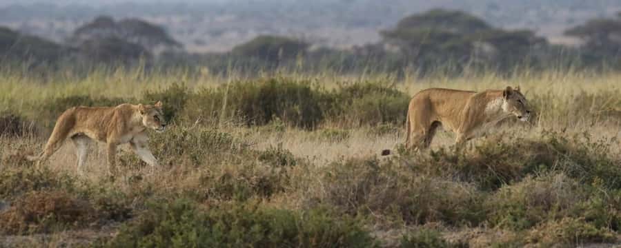 2 Days Group tour to Amboseli Using Landcruiser 4x4 Jeep - Nairobi pickup at 07:30, then savanna road time that sets expectations