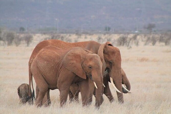 2 Days Kenya Safari special Tsavo East and Taita hills Saltlick from Mombasa - Why This Tsavo East Safari Works With a Beach Holiday
