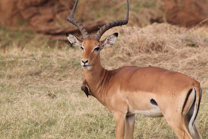 2 Days Kenya Safari special Tsavo East and Taita hills Saltlick from Mombasa - Day 2: Pre-Breakfast Drive, Then Taita Hills Saltlick Area