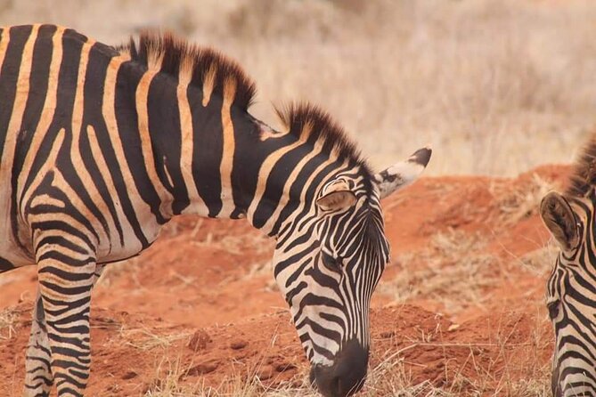 2 Days Kenya Safari special Tsavo East and Taita hills Saltlick from Mombasa - The Wildlife Focus: What You Can Really Aim For