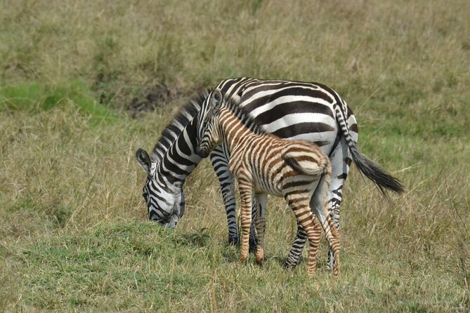 2 Days Kenya Safari special Tsavo East and Taita hills Saltlick from Mombasa - Guides, Flexibility, and How That Affects Your Sightings