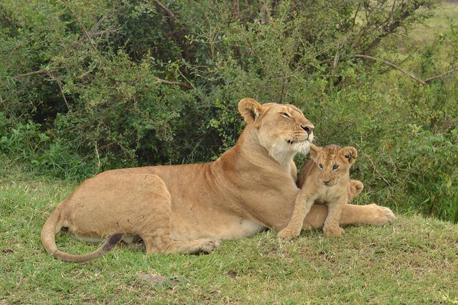 2 Days Kenya Safari special Tsavo East and Taita hills Saltlick from Mombasa - Timing Tips That Make This Itinerary Feel Easier