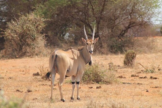 2 Days Kenya Safari special Tsavo East and Taita hills Saltlick from Mombasa - Day 1: 05:25 Pickup to Tsavo East Game Drive Time