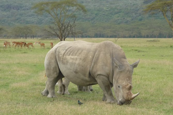 2 Days Lake Nakuru N/P - Key highlights to know before you go