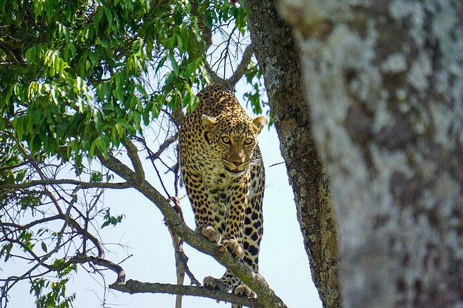 2 Days Masai Mara Private Safari From Nairobi - Two days in the Mara, with a schedule you can actually use