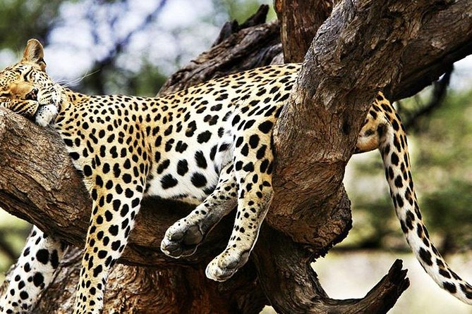 2 Days Masai Mara Private Safari From Nairobi - Day 2: wake early for breakfast, then dawn viewing