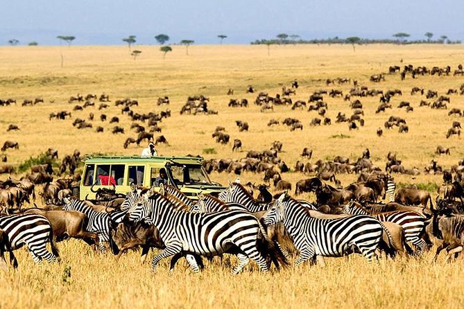 2 Days Masai Mara Private Safari From Nairobi - Food, lodging, and the safari comforts you actually care about