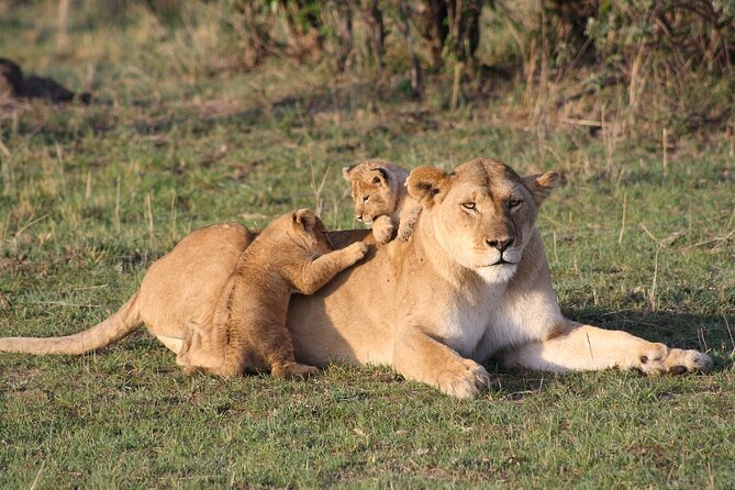 2 Days Masai Mara Private Safari From Nairobi - Price check: does $750 feel fair for 2 days?