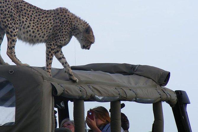 2 Days Masai Mara Private Safari From Nairobi - When timing matters most: weather, road travel, and expectations